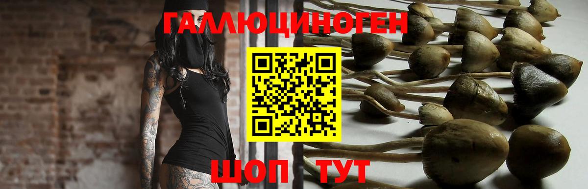 Мценск  сколько стоит  Вход с VPN  Галлюциногенные грибы Magic Shrooms  Псилоцибиновые грибы прущие грибы 